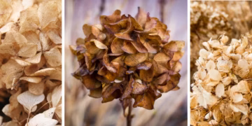 Zo kun je een uitgebloeide hortensia drogen en omtoveren tot decoratie