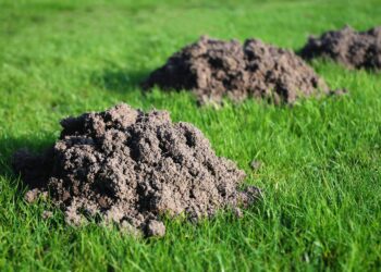 Zo houd je mollen diervriendelijk uit je tuin: recordaantal molshopen gemeld