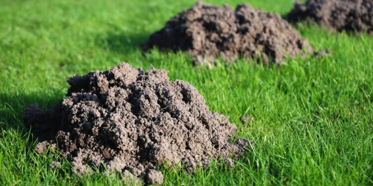 Zo houd je mollen diervriendelijk uit je tuin: recordaantal molshopen gemeld