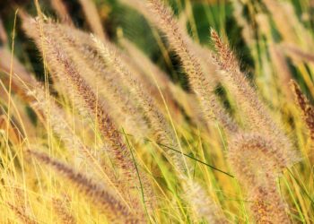 Pas op! Het hooikoortsseizoen is weer begonnen