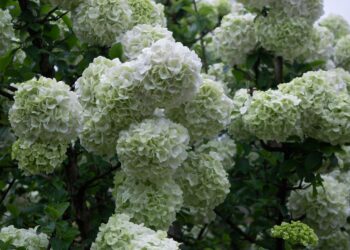 Let op: dit is waarom je nú je hortensia’s moet snoeien