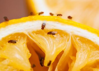 Eindelijk goed nieuws: kans op minder irritante fruitvliegjes in huis neemt toe
