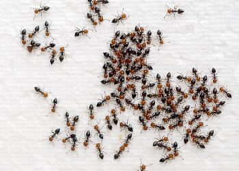 Met deze truc verjaag je direct mieren uit je huis én tuin en het werkt echt