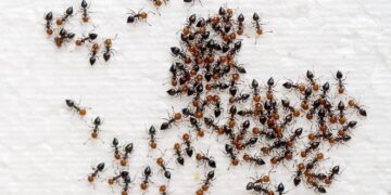 Met deze truc verjaag je direct mieren uit je huis én tuin en het werkt echt