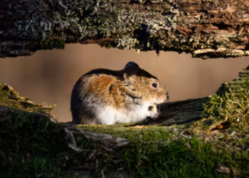 Zo herken je de eerste symptomen van het gevaarlijke Hantavirus