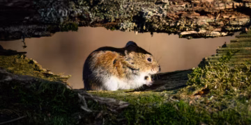 Zo herken je de eerste symptomen van het gevaarlijke Hantavirus