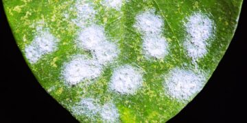 Bladluizen verwoesten je planten: deze natuurlijke vijanden maken korte metten met ze