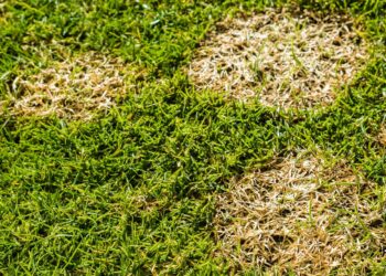 Je gras groen houden in deze droogte? Deze simpele trucjes maken het verschil