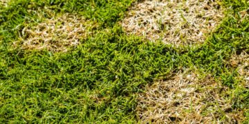 Je gras groen houden in deze droogte? Deze simpele trucjes maken het verschil