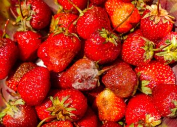 Moet je meteen het hele bakje weggooien bij één beschimmeld stuk fruit?