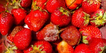 Moet je meteen het hele bakje weggooien bij één beschimmeld stuk fruit?