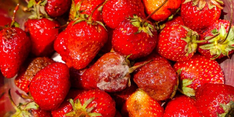 Moet je meteen het hele bakje weggooien bij één beschimmeld stuk fruit?