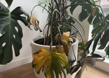 Waarom jouw Monstera steeds doodgaat (en hoe je dat voorkomt)