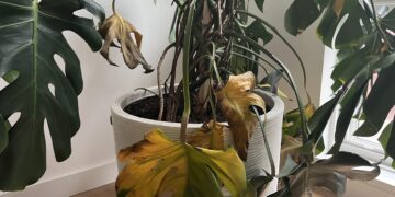 Waarom jouw Monstera steeds doodgaat (en hoe je dat voorkomt)