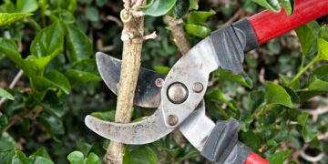 Staat deze plant bij jou in de tuin? Experts adviseren om direct in actie te komen